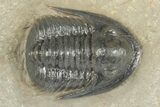 Dalejeproetus Trilobite - Uncommon Moroccan Proetid #204487-1